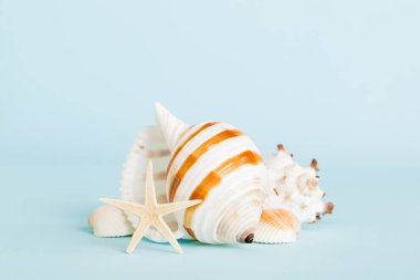 Yaz mevsimi kavramı deniz kabukları ya da arka planda metin için fotokopi alanı olan denizyıldızı ile.