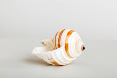 Yaz mevsimi kavramı deniz kabukları ya da arka planda metin için fotokopi alanı olan denizyıldızı ile.