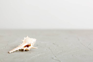 Yaz mevsimi kavramı deniz kabukları ya da arka planda metin için fotokopi alanı olan denizyıldızı ile.
