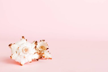 Yaz mevsimi kavramı deniz kabukları ya da arka planda metin için fotokopi alanı olan denizyıldızı ile.