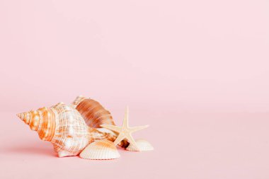 Yaz mevsimi kavramı deniz kabukları ya da arka planda metin için fotokopi alanı olan denizyıldızı ile.