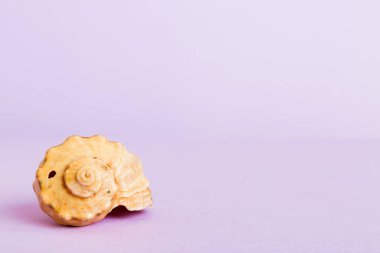 Yaz mevsimi kavramı deniz kabukları ya da arka planda metin için fotokopi alanı olan denizyıldızı ile.