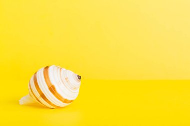 Yaz mevsimi kavramı deniz kabukları ya da arka planda metin için fotokopi alanı olan denizyıldızı ile.