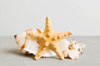 Yaz mevsimi kavramı deniz kabukları ya da arka planda metin için fotokopi alanı olan denizyıldızı ile.