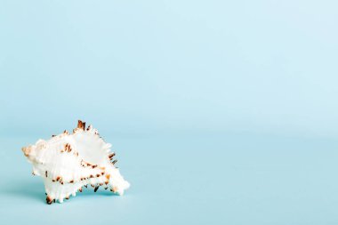 Yaz mevsimi kavramı deniz kabukları ya da arka planda metin için fotokopi alanı olan denizyıldızı ile.