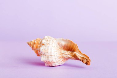 Yaz mevsimi kavramı deniz kabukları ya da arka planda metin için fotokopi alanı olan denizyıldızı ile.