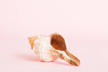 Yaz mevsimi kavramı deniz kabukları ya da arka planda metin için fotokopi alanı olan denizyıldızı ile.