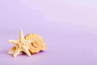 Yaz mevsimi kavramı deniz kabukları ya da arka planda metin için fotokopi alanı olan denizyıldızı ile.