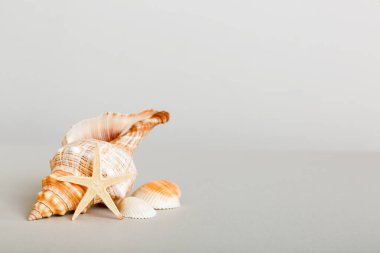 Yaz mevsimi kavramı deniz kabukları ya da arka planda metin için fotokopi alanı olan denizyıldızı ile.