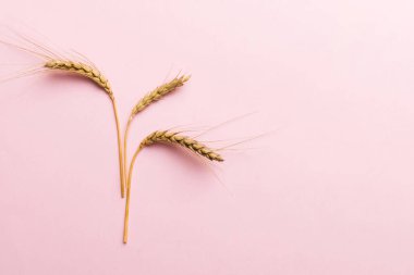 Buğday yaprağı kulakları kapanıyor ve tohumlar renkli arkaplanda. Doğal tahıl bitkisi, hasat zamanı konsepti. Üst manzara, fotokopi alanı olan düz bir yer. dünya buğday krizi.