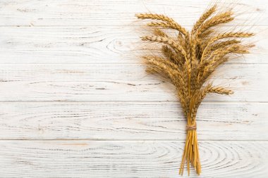 Buğday yaprağı kulakları kapanıyor ve tohumlar renkli arkaplanda. Doğal tahıl bitkisi, hasat zamanı konsepti. Üst manzara, fotokopi alanı olan düz bir yer. dünya buğday krizi.