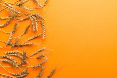 Buğday yaprağı kulakları kapanıyor ve tohumlar renkli arkaplanda. Doğal tahıl bitkisi, hasat zamanı konsepti. Üst manzara, fotokopi alanı olan düz bir yer. dünya buğday krizi.