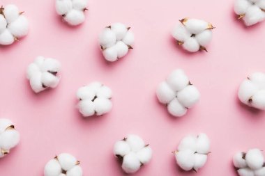 Autumn Floral Flat arka plan kompozisyonu oluşturdu. Kurumuş beyaz pamuklu çiçek dalı ve yeşil yapraklı üst görünümü kopya alanı olan renkli masa üzerinde..