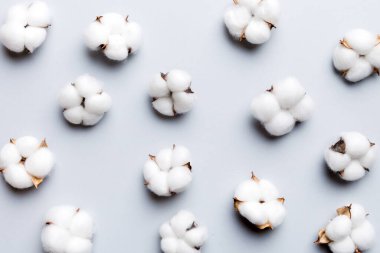 Autumn Floral Flat arka plan kompozisyonu oluşturdu. Kurumuş beyaz pamuklu çiçek dalı ve yeşil yapraklı üst görünümü kopya alanı olan renkli masa üzerinde..