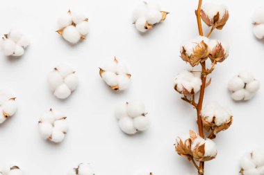 Autumn Floral Flat arka plan kompozisyonu oluşturdu. Renkli masa üzerinde fotokopi alanı olan kurumuş beyaz pamuklu çiçek dalı üst görünümü.