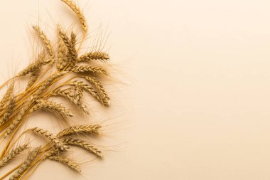 Buğday yaprağı kulakları kapanıyor ve tohumlar renkli arkaplanda. Doğal tahıl bitkisi, hasat zamanı konsepti. Üst manzara, fotokopi alanı olan düz bir yer. dünya buğday krizi.