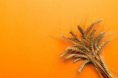 Buğday yaprağı kulakları kapanıyor ve tohumlar renkli arkaplanda. Doğal tahıl bitkisi, hasat zamanı konsepti. Üst manzara, fotokopi alanı olan düz bir yer. dünya buğday krizi.