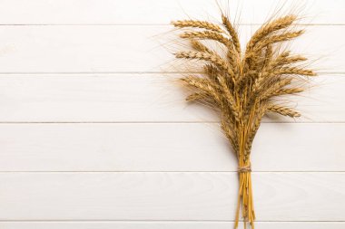 Buğday yaprağı kulakları kapanıyor ve tohumlar renkli arkaplanda. Doğal tahıl bitkisi, hasat zamanı konsepti. Üst manzara, fotokopi alanı olan düz bir yer. dünya buğday krizi.