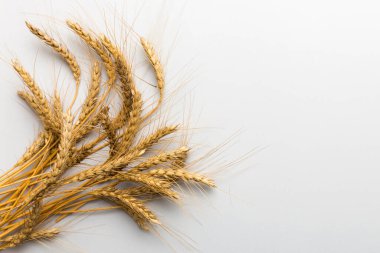 Buğday yaprağı kulakları kapanıyor ve tohumlar renkli arkaplanda. Doğal tahıl bitkisi, hasat zamanı konsepti. Üst manzara, fotokopi alanı olan düz bir yer. dünya buğday krizi.