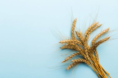 Buğday yaprağı kulakları kapanıyor ve tohumlar renkli arkaplanda. Doğal tahıl bitkisi, hasat zamanı konsepti. Üst manzara, fotokopi alanı olan düz bir yer. dünya buğday krizi.