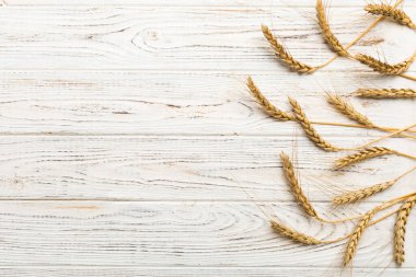 Buğday yaprağı kulakları kapanıyor ve tohumlar renkli arkaplanda. Doğal tahıl bitkisi, hasat zamanı konsepti. Üst manzara, fotokopi alanı olan düz bir yer. dünya buğday krizi.