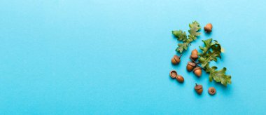 Renkli arka planda yeşil meşe yaprakları ve meşe palamudu olan dal, üst görünümü kapat.