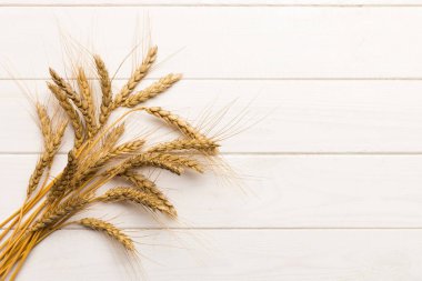 Buğday yaprağı kulakları kapanıyor ve tohumlar renkli arkaplanda. Doğal tahıl bitkisi, hasat zamanı konsepti. Üst manzara, fotokopi alanı olan düz bir yer. dünya buğday krizi.