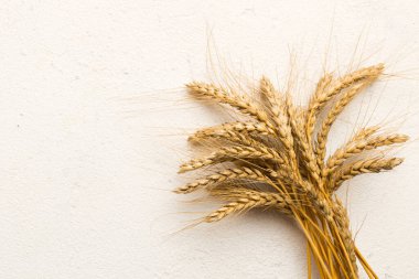 Buğday yaprağı kulakları kapanıyor ve tohumlar renkli arkaplanda. Doğal tahıl bitkisi, hasat zamanı konsepti. Üst manzara, fotokopi alanı olan düz bir yer. dünya buğday krizi.