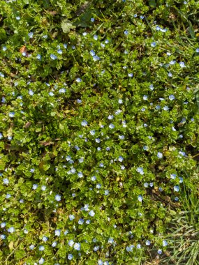 Beyaz desenli yeşil çimenler, yeşil bitki dokusu yakın plan, bahçede yeşil yapraklar, yeşil arka plan