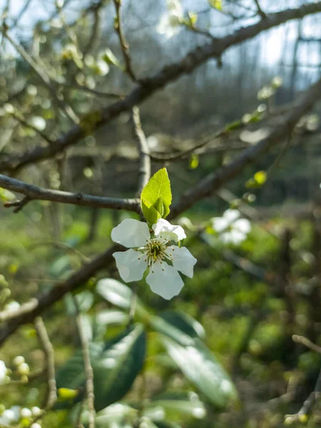 Ramo Macieira Florescente Com Folhas Brancas Árvores Verdes Primavera Bela — Fotografia de Stock