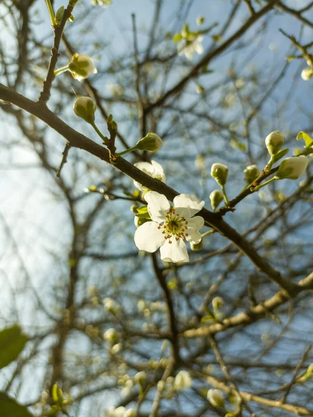 Belles Fleurs Printanières Dans Jardin Fleur Cerisier Sur Arbre Printemps — Photo