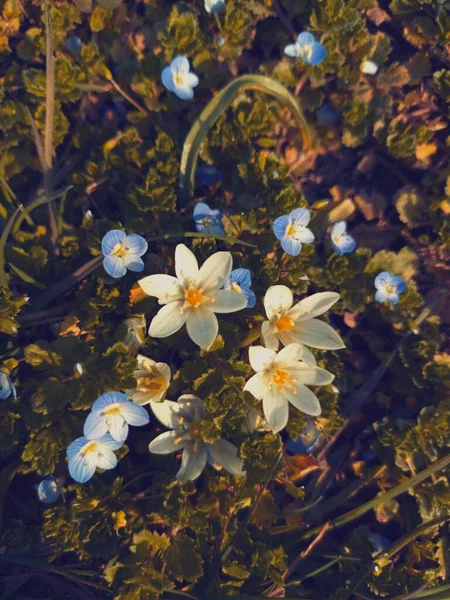 Mooie Bloemen Groeien Tuin Witte Bloem Aan Een Boom Lente — Stockfoto