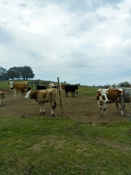 Herd White Blue Cows Graze Meadow — Stock Photo, Image
