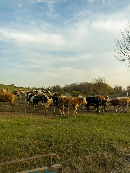 Коровы Пасутся Поле — стоковое фото