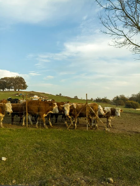 Корови Випасають Пасовищі Фермі — стокове фото