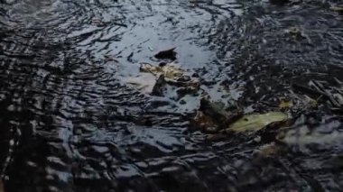 Sonbahar yağmurundan sonra dökülen yapraklarla yolda akan yağmur suyu. Su birikintisindeki yağmur suları şehir yollarında, kaldırımlarda akar. Asfalta yağmur damlaları, asfalt..