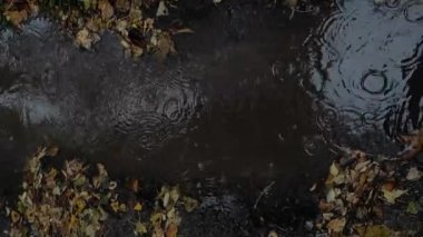 Sonbaharda bir su birikintisi. Sonbahar yağmuru yağıyor. Su birikintisindeki yağmur suyu şehir yollarında ve kaldırımlarda akıyor. Asfalta yağmur damlaları, kaldırım. Telefon ekran koruyucu kavramı.