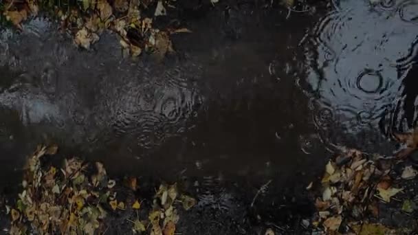 Eine Pfütze Herbst Der Herbstregen Fällt Einer Pfütze Fließt Regenwasser — Stockvideo