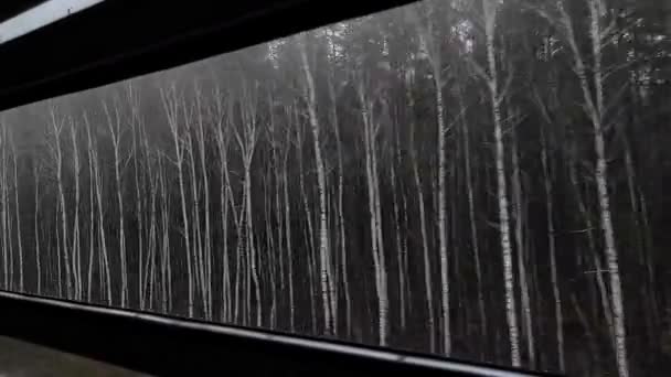 Blick Aus Dem Zugfenster Auf Einen Nebligen Birkenwald Mit Dem — Stockvideo