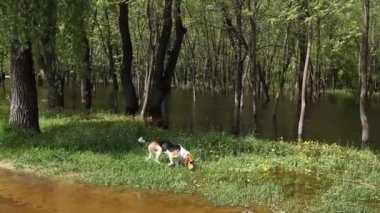 A dog beagle for a walk near a meadow flooded with spring floods. The dog breed Anglo-Russian Hound in a public park.