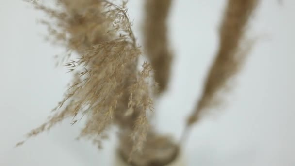 Close Cortaderia White Background Dry Grass Sways Wind White Background — Stockvideo