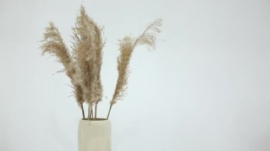 Bej vazoda beyaz bir arka plan üzerinde Cortaderia buketi. Kuru çimenler rüzgarda sallanıyor beyaz bir arka planda. Altın pampa çiçeği rüzgarla savruluyor.