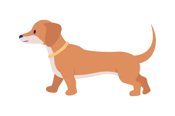 Dachshund半平色矢量字符 可编辑的数字 全尺寸的动物白色 用于网页平面设计和动画的短腿狗简单卡通画 — 图库矢量图片