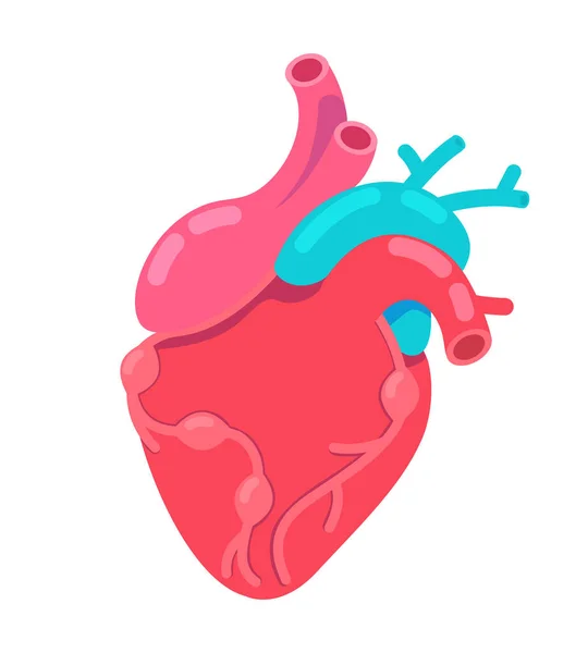 心脏跳动解剖二维卡通人物 心脏器官 心脏循环隔离载体项目白色背景 卫生保健 心血管系统 心色扁平点画 — 图库矢量图片