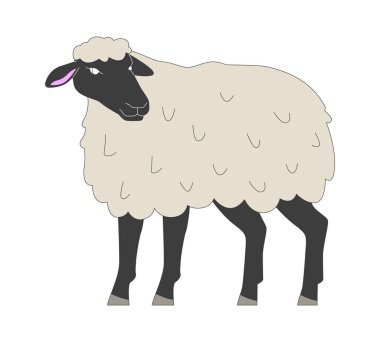 Black faced sheep standing 2D cartoon character. Expensive breed of farm animals cultivation. Livestock husbandry isolated animal flat vector on white background. Spot illustration colorful clipart