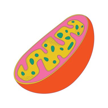 Hücre eğitici model 2D karikatür nesnesi. Biyoloji dersi alıyorum. Doğal bilim sınıfı düz vektör elementinin beyaz arka planını izole etti. Okul eğitimi esastır. Renk beneği çizimi