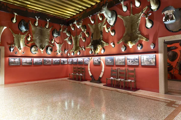 Venice Włochy 2023 Luty Wnętrze Muzeum Historii Naturalnej Wenecji Giancarlo — Zdjęcie stockowe