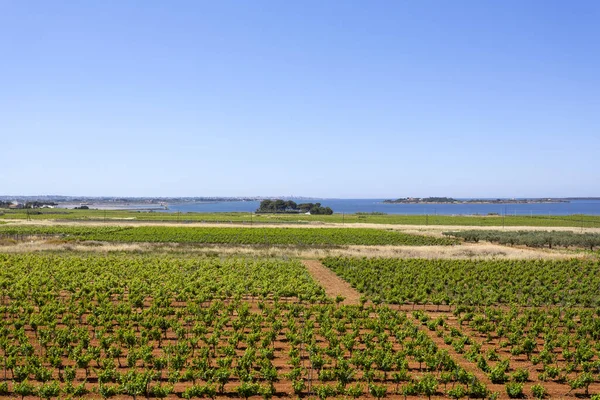 Beautiful View Sicilian Vineyards Marsala Salt Pans Background — Stock Photo, Image