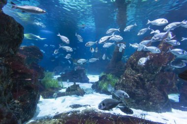 Akvaryumun içinde deniz canlılarıyla dolu bir tank.