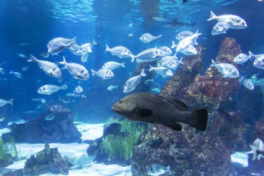 Akvaryumun içinde deniz canlılarıyla dolu bir tank.